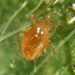 SPIDER MITE PREDATOR SACHETS