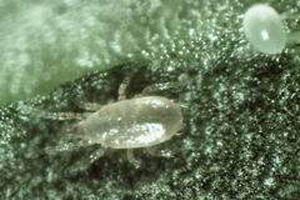 THRIP PREDATOR (AMBLYSELUS CUCUMERIS) SACHETS